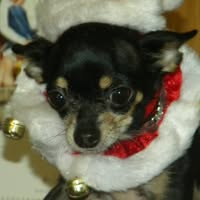 Shirley Nelsen's profile image