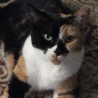 Diane Dickey's profile image