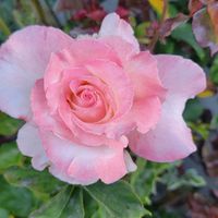 Kelly Shoop's profile image