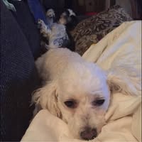 Katrina YourGrace Haist's profile image