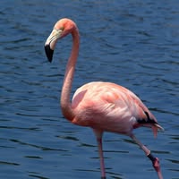 Beverly Neth's profile image