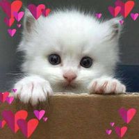 Linda Pickering's profile image