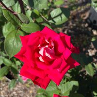 Lisa Busby's profile image