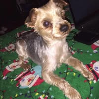 Britt Stevens's profile image