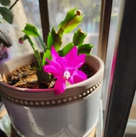 Donna Eaton Williams's profile image