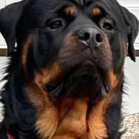 Ivan Schmalfeldt's profile image