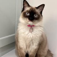 Sharon Larson Lowery's profile image