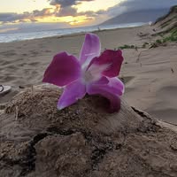 Vickie Vacula Yurdin's profile image