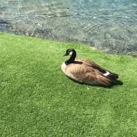 Cecilia Phillips's profile image