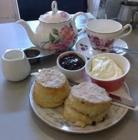 Carol Buckley Steinberg's profile image