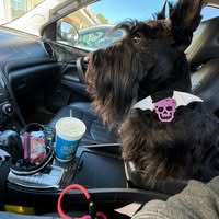 Amanda Thomas's profile image