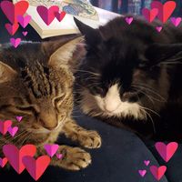 Laura Kittle's profile image