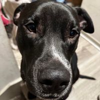 Britt Annemarie Boland's profile image