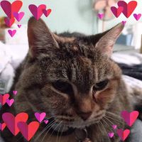 Carmine N Nicola Cicarella-Graziano's profile image