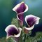 Sita B.'s profile image