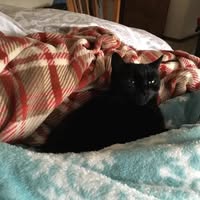 Fae Rigby-Burdick's profile image