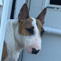 Elizabeth Lamb's profile image
