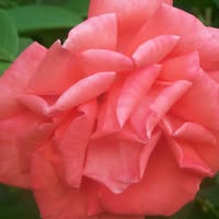 Harrie O. Littleton's profile image