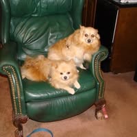 Merritt Whelchel's profile image