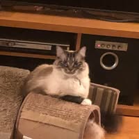 Ronda White's profile image