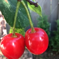 Dina Fourman's profile image