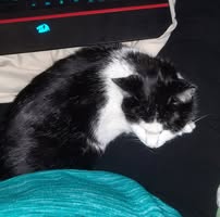 Janelle Foulds's profile image