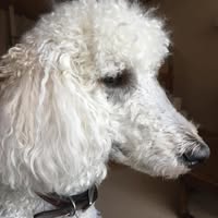 Brenda Joy's profile image