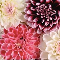 Stacey Eckert's profile image