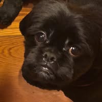 Rhonda Leigh's profile image