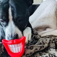 Vonny Blue's profile image