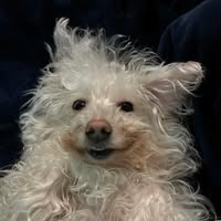 Natassja Messarra's profile image