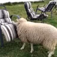 Dustin Moreau's profile image