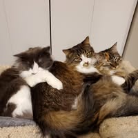 Holly Foisy's profile image