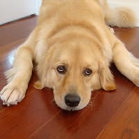 Karen Haseltine's profile image