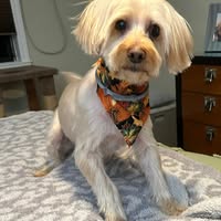 Kim Benisatto's profile image