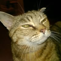 Linda Hycade's profile image