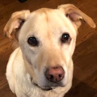 Mitzi Searcy's profile image