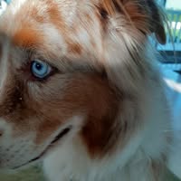 Diane Elizabeth Clavier's profile image