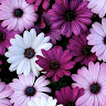 Tarah T.'s profile image
