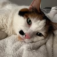 Denise Schumacher's profile image