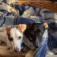 Scott Maria Mulloy's profile image