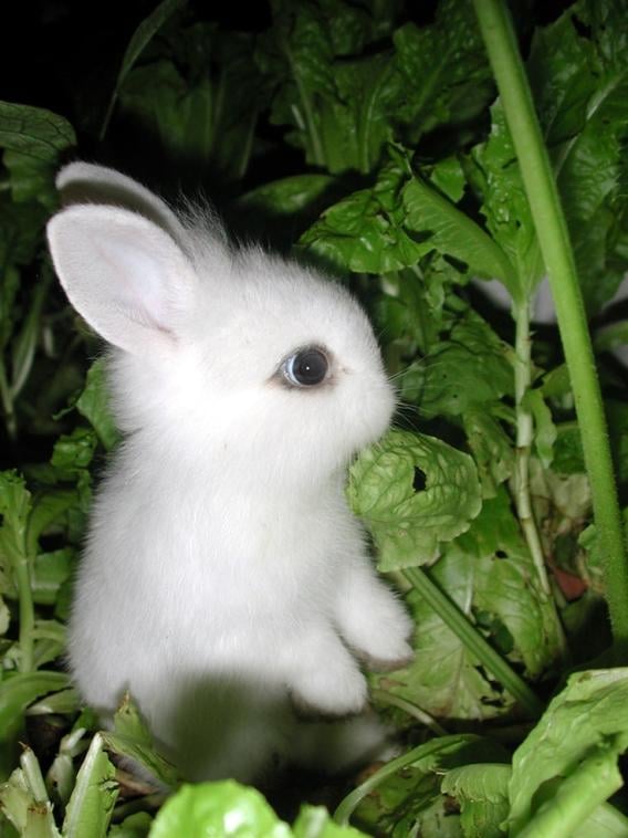 Bunneh L.'s profile image