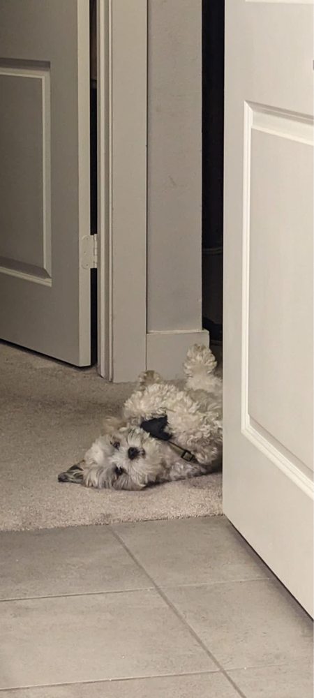 Laia Q.'s profile image