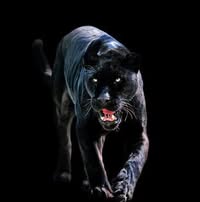 Bill Johnson's profile image