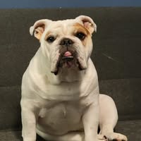 Jay Puli's profile image