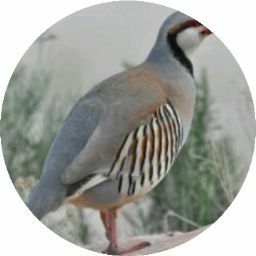 Hassan Hammoud's profile image
