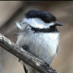 Dean Langan's profile image
