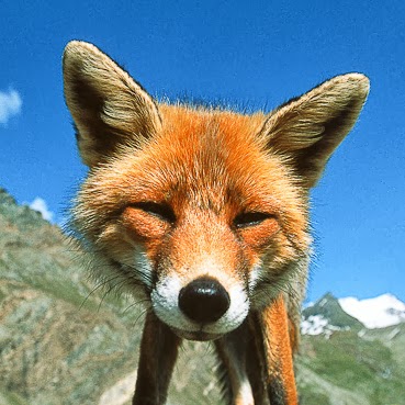 91GreenFOX's profile image