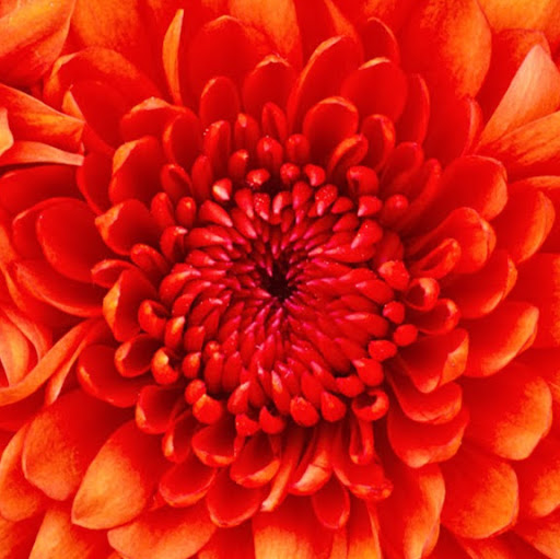 Alyson Krohn's profile image