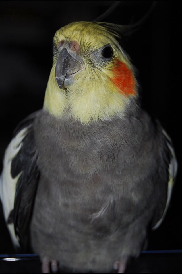 Golzy K.'s profile image